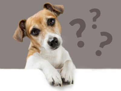 Jak poradzić sobie ze złym zachowaniem psa pod naszą nieobecność?